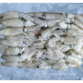 frozen liligo baby squid